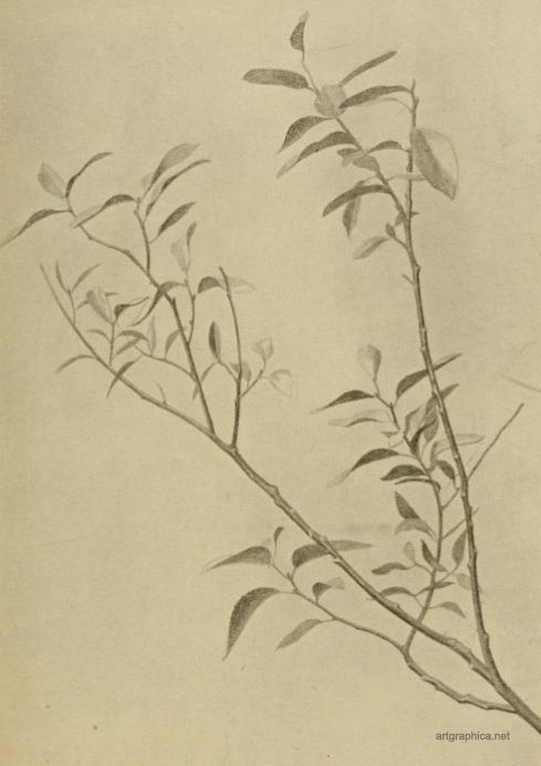 bay leaved willow, drawing willow trees
