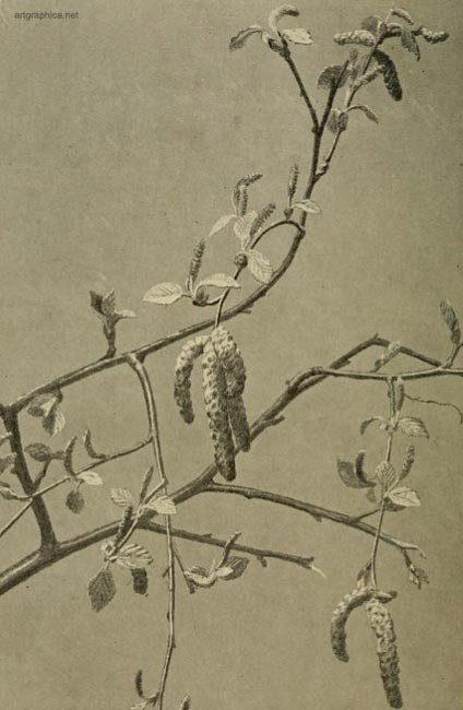 catkins birch, drawing birch trees