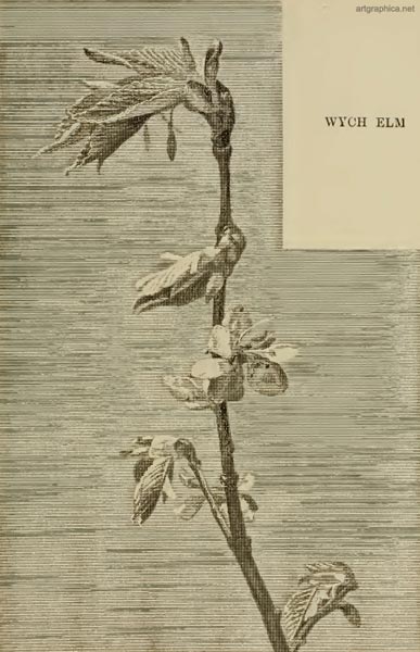 wych elm, young leaves, drawing leaves