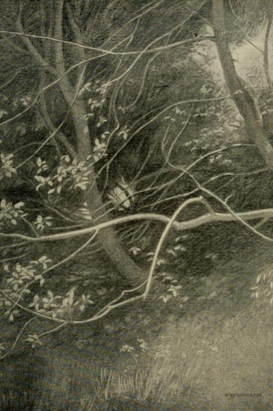 rex vicat cole, victorian art guide, drawing trees