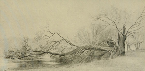 fallen willow tree, tree drawing, vicat cole, anatomy of trees