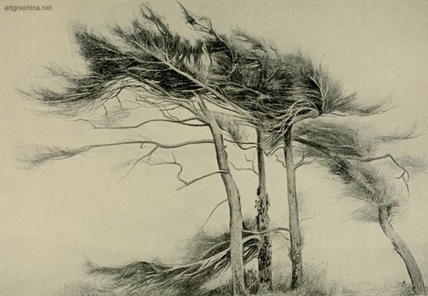 larch trees, larch trees art drawing, illustraiton of larch trees