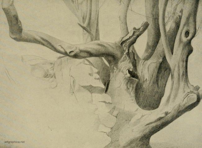 old holly, rex vicat cole, anatomy of trees, learn to paint trees