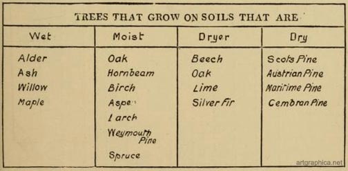 trees that grow on soils