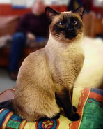 siamese cat, cat reference photo