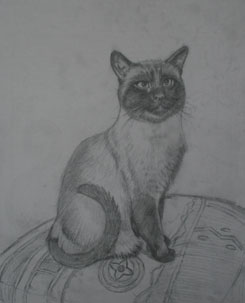 sketching a cat, cat sketch