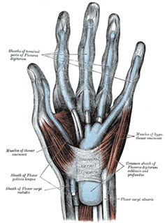 anatomy of the hand