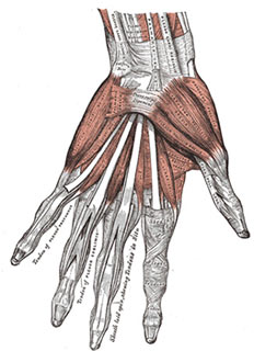 hand anatomy