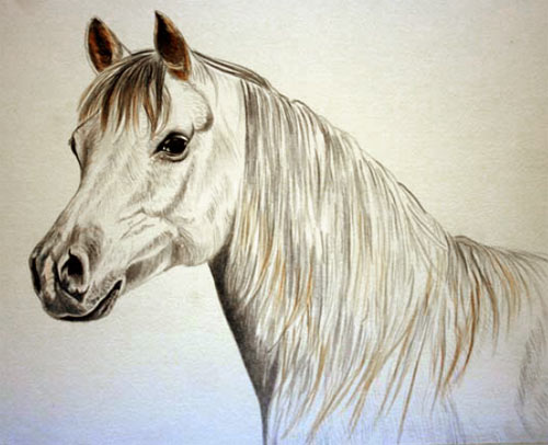 horse pictures to colour for kids. painting a horse, horse