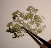 how to paint foliage, tree in watercolors