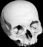 skull, skeleton art