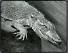charcoal drawing lesson, drawing an alligator