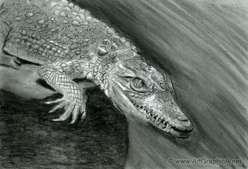 alligator drawing, charcoal chalk