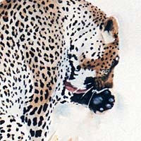 leopard painting, how to paint wildlife, watercolour lesson