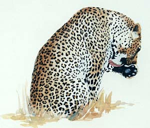 south africa, leopard, wildlife art