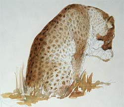 Leopard wildlife watercolour painting tutorial