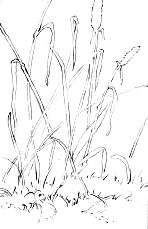 drawing grass