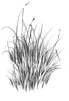 how to draw grass