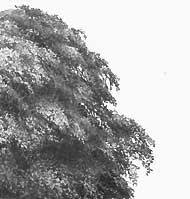 drawing realistic foliage