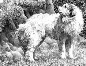 mike sibley dog drawing