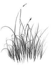 free drawing lesson drawing blades of grass