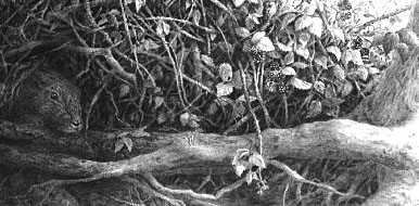 drawing brambles and roots