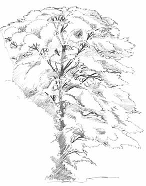 how to draw trees