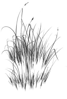 negative drawing, photorealism, grass