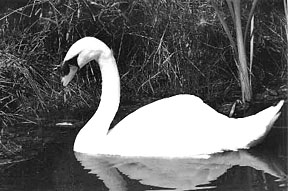 swan reflections