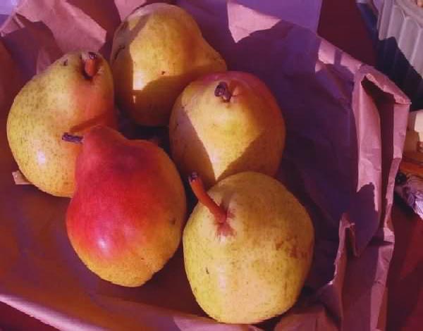 pintura pêra, fruta em óleos, pintura a óleo de instrução de arte