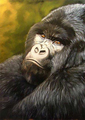 mountain gorilla portrait