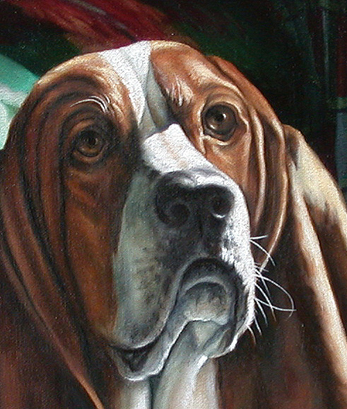 basset hound face