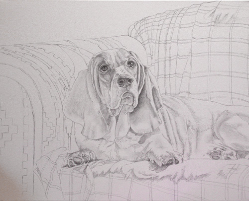 basset hound drawing