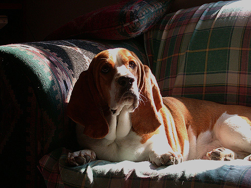 painting a basset hound