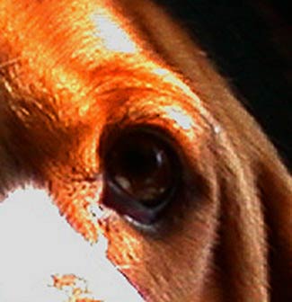 basset hound eye