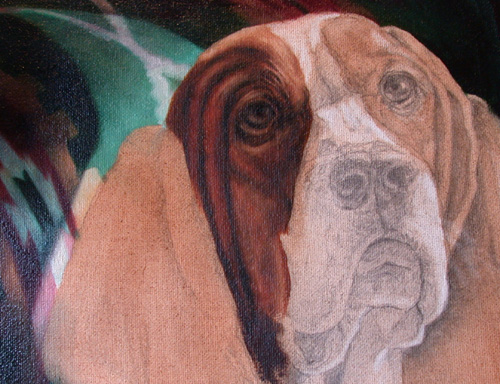 basset hound dog