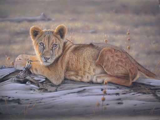 pastel painting demo, pastel wildlife tutorial, wildlife art instruction, painting fur, lion cub, pastel wildlife demo, painting with pastels