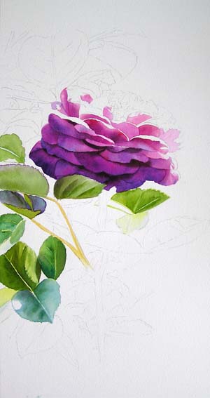 watercolor demo, how to paint a rose, heidi klum rose