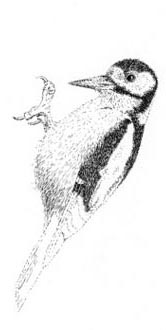 free art demo in pen and ink