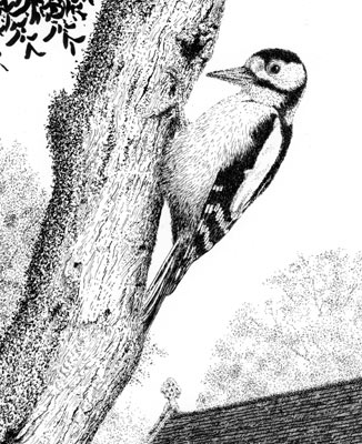 woodpecker ink drawing