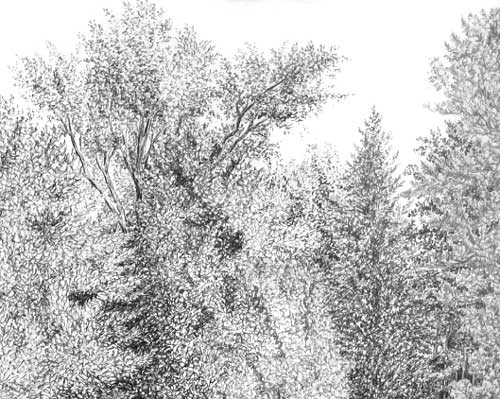 detailed tree drawing, create tree foliage, pen and ink instruction