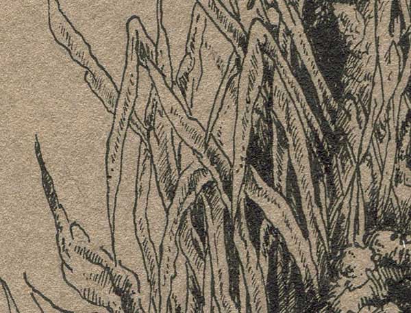 grass, ink drawing grass, drawing grass, pen and ink lesson