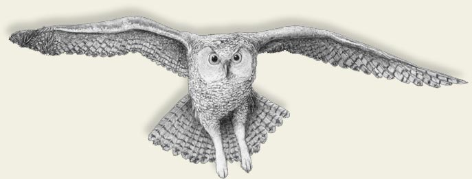 owl pencil drawing