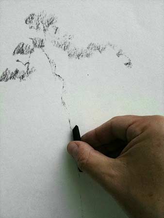drawing trees with charcoal