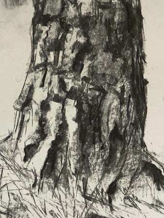 bark trunk study