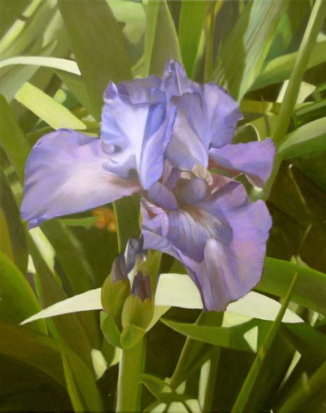 photorealism, purple iris, glazing techniques in oils