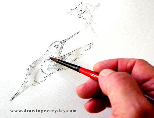 bird sketching lesson, learn to sketch, dampen paper