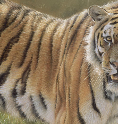 realistic tiger art