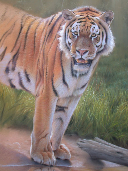 arte tigre, pintura com pastel