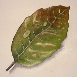 learn to paint leaves, watercolor demo